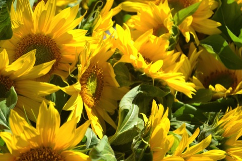 Sunflowers, Kauppatori Market, Helsinki